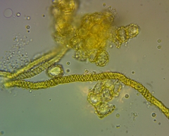 Oligonema persimile