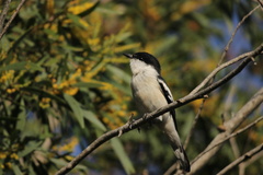 Lalage leucopyga montrosieri