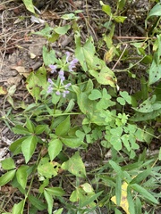 Stachys hyssopifolia