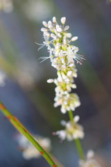 Eriogonum wrightii subscaposum
