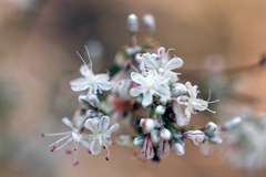 Eriogonum wrightii subscaposum