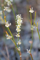 Eriogonum wrightii subscaposum