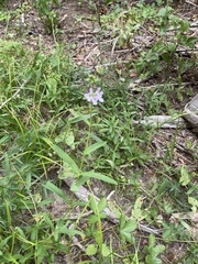 Stachys hyssopifolia