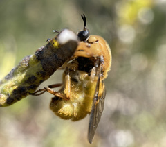Ocnaea