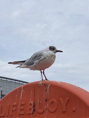 Chroicocephalus ridibundus