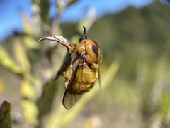 Ocnaea