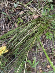 Juncus coriaceus