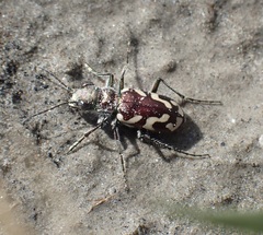Cicindela fulgida