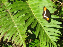 Adelpha syma
