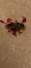 Hippoboscoidea