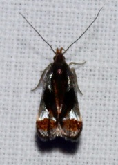 Dichomeris ochripalpella