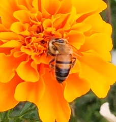 Apis mellifera