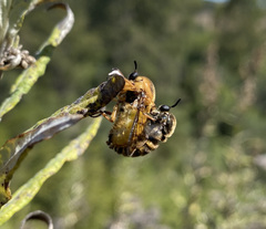 Ocnaea
