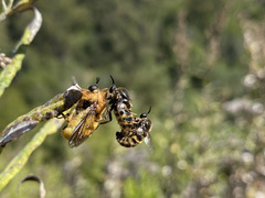 Ocnaea