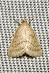 Psammotis pulveralis