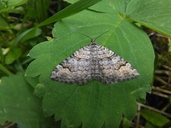 Xanthorhoe abrasaria