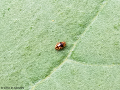 Scymnobius galapagoensis