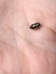 Chrysobothris chrysoela