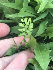 Lepidium virginicum