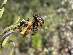 Ocnaea