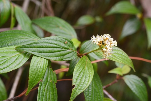 Cornus excelsa (Cornus excelsa)