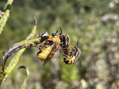 Ocnaea