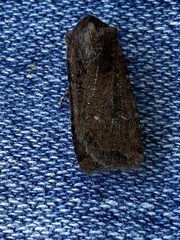 Euxoa ochrogaster