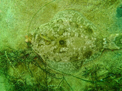 Pleuronichthys coenosus