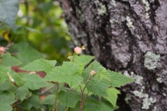 Rubus trilobus