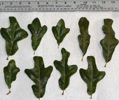 Quercus similis
