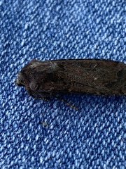 Euxoa ochrogaster