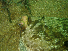 Pleuronichthys coenosus