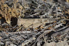 Trimerotropis pseudofasciata