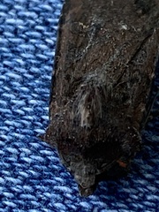 Euxoa ochrogaster