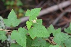 Rubus trilobus