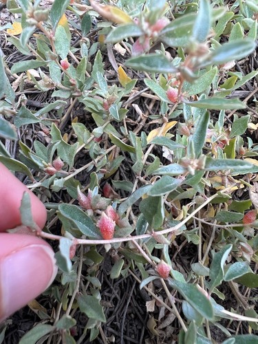 Atriplex semibaccata observed 2022-08-20