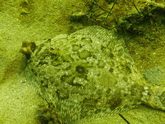 Pleuronichthys coenosus
