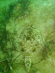 Pleuronichthys coenosus