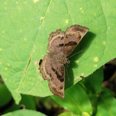 Antigonus funebris