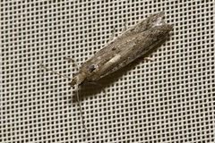 Homoeosoma nebulella