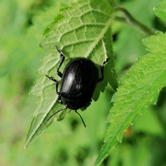Leptinotarsa behrensi