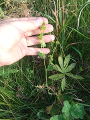 Alchemilla sarmatica