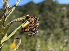 Ocnaea