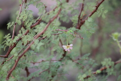 Mimosa texana