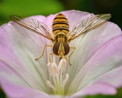 Episyrphus balteatus