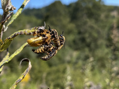 Ocnaea