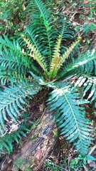 Neoblechnum brasiliense