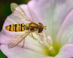 Episyrphus balteatus