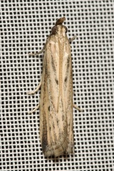 Hypsotropa unipunctella