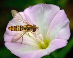 Episyrphus balteatus